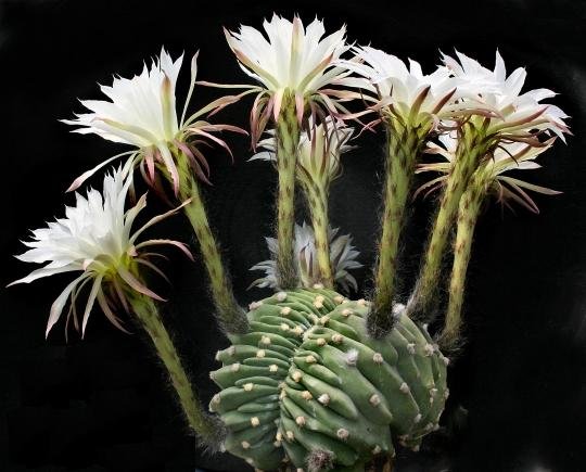 Echinopsis_subdenudata_cristata